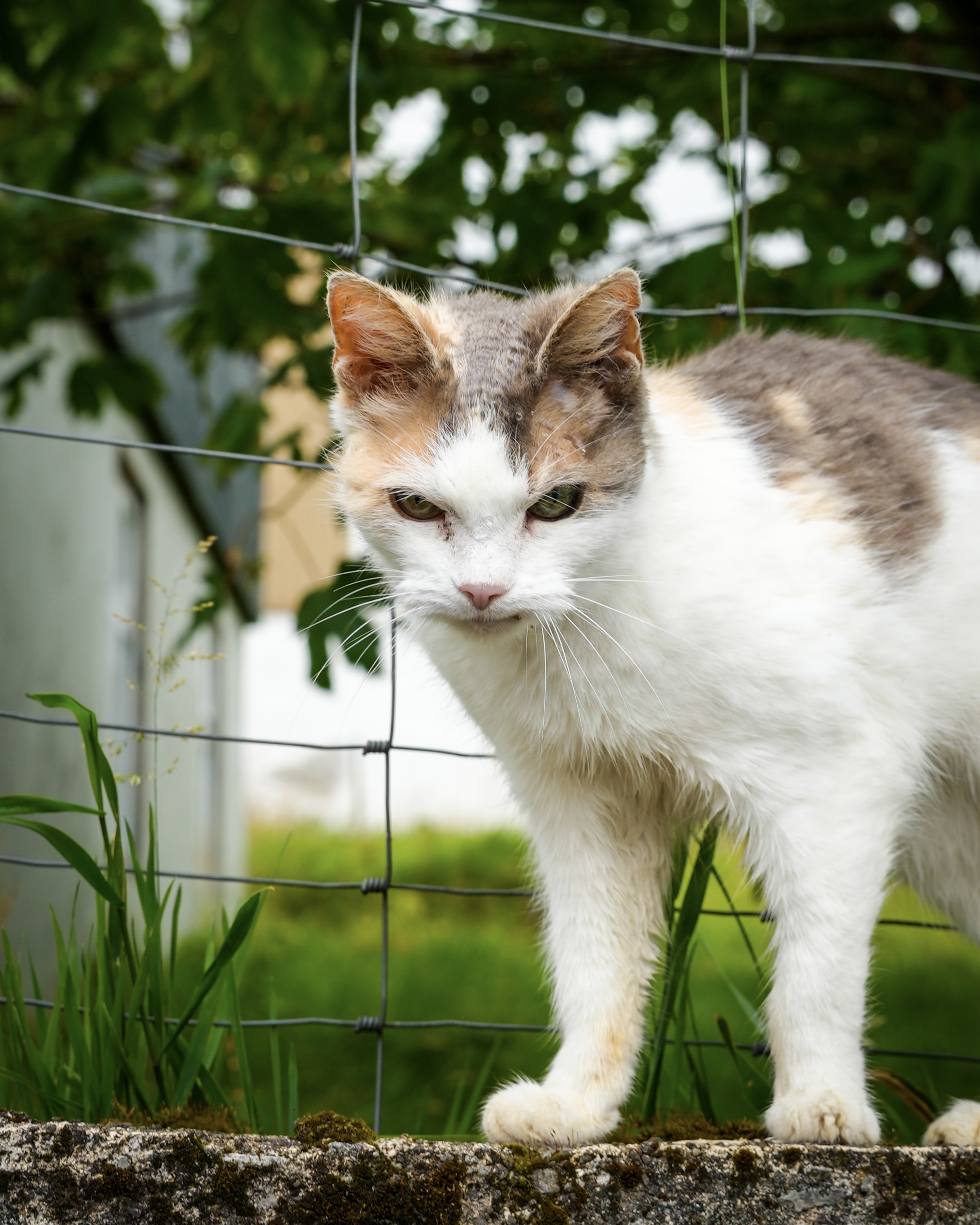 Cat from the Pawrd community