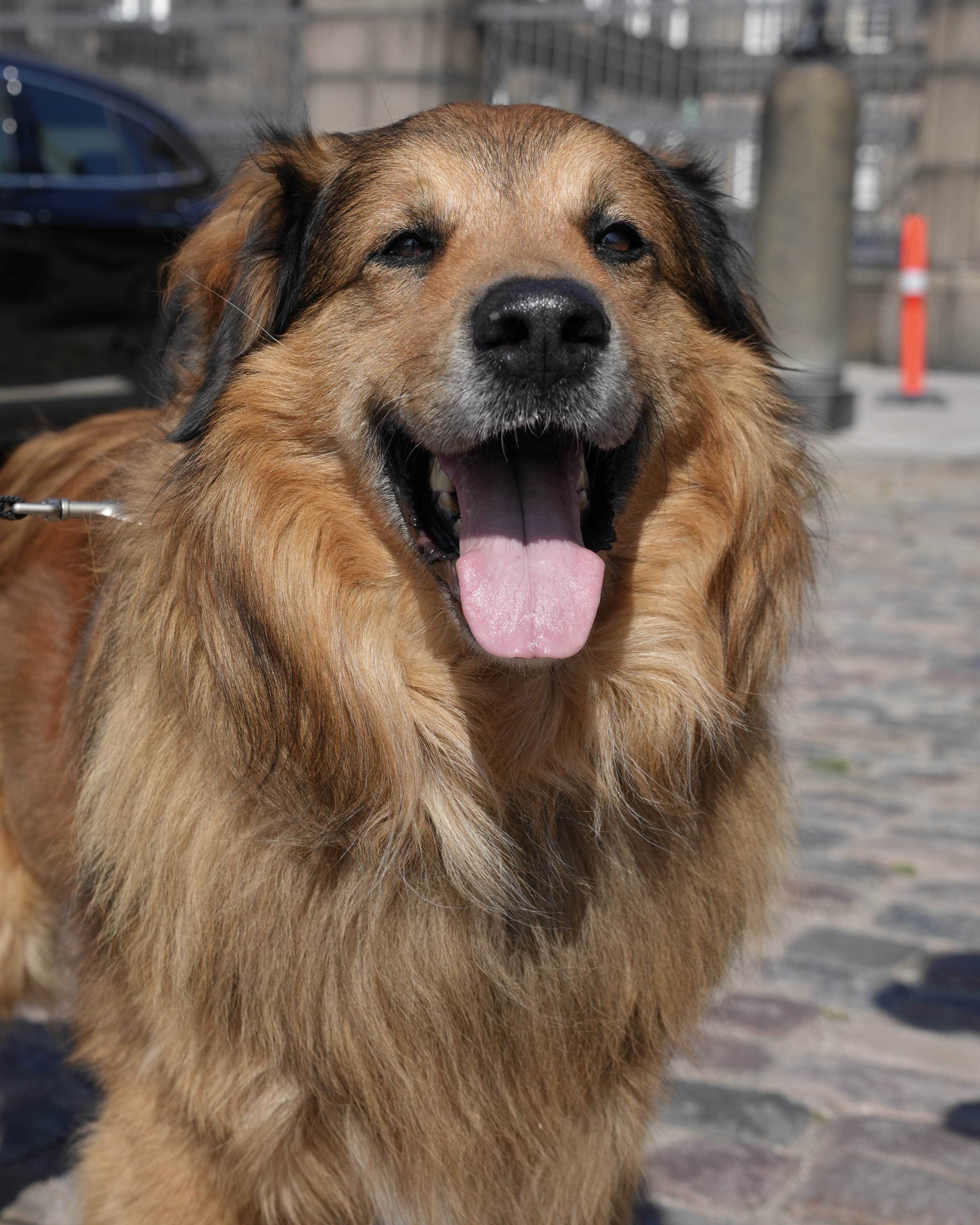 Dog from the Pawrd community
