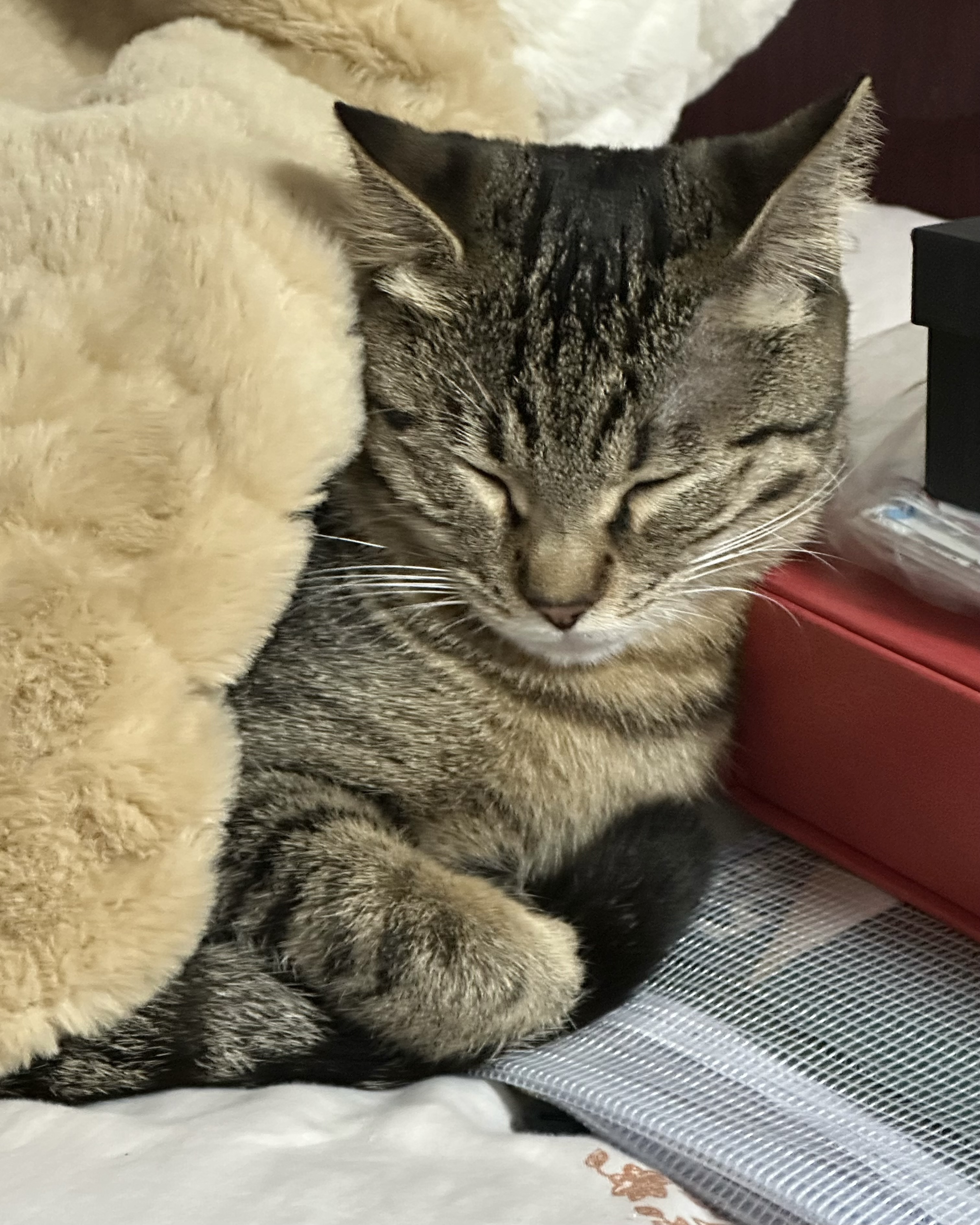 Sleepy pet from the Pawrd community